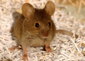 کنترل ذهن از راه دور؛ دستاورد جدید علم اعصاب