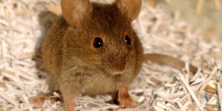 کنترل ذهن از راه دور؛ دستاورد جدید علم اعصاب