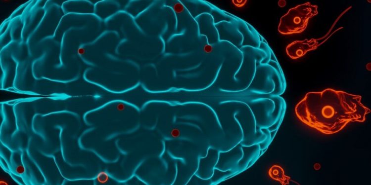 انگلها، ناجیان جدید مغز