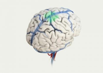 انقلاب در درمان بیماری‌های مغزی: تراشه سنکرون در آزمایش‌ها موفق عمل کرد